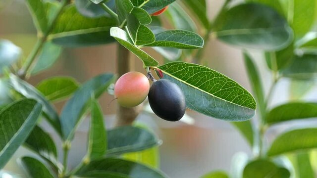 Carunda or Karonda Fruit on tree for good health