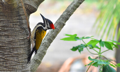 Woodpecker