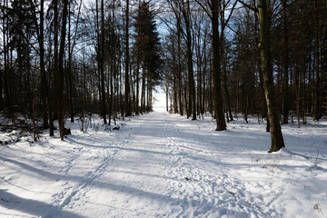 forrest path in the winter