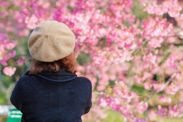 A young woman traveling and taking pictures of beautiful pink cherry blossom Sakura in winter. A young photographer travels and captures the pink cherry blossom that only blooms once a year.