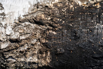 Background burned bark of a white tree.
