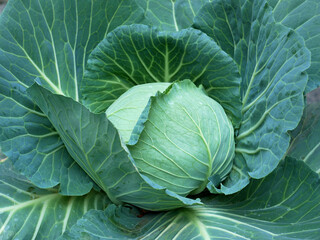 Obraz premium closeup green cabbage organic farm in Myanmar market