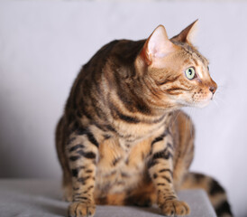 a Bengal cat sits on a table	