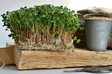 radish seeds and microgreen, packs of linen mats, old scissors on white background. natural base...