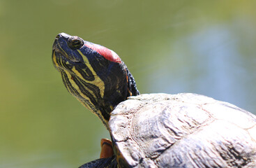 Gelbwangen-Schmuckschildkröte - Yellow-bellied slider