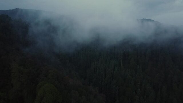 Bosques del Estado de M&eacute;xico 2