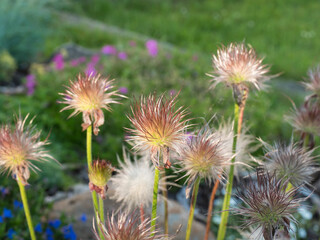 Obraz premium Bunch of Out of bloomPulsatilla pratensis down. White fluffy flue pasque flower on green bokeh plant background. Selective focus, copy space