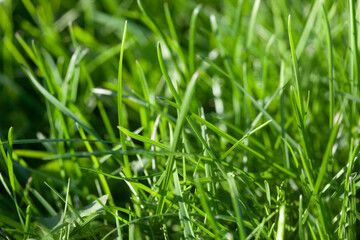 Fototapeta na wymiar Green grass abstract background