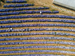 Row of purple Margaret flower field blooming in the garden