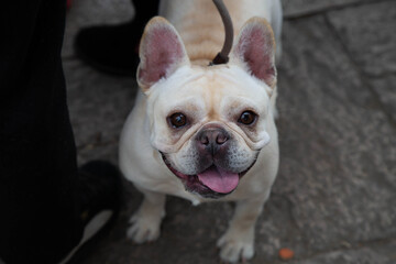 Fototapeta premium A cute bulldog looking up
