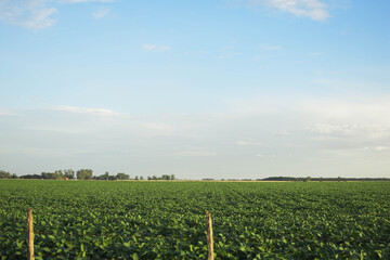 Fototapeta na wymiar alambre en campo plantación de soja