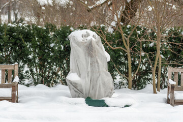 Plants and trees in a park or garden covered by the snow and blanket, swath of burlap, frost...