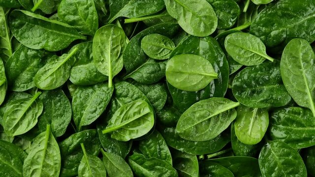 fresh spinach leaves top view rotation. baby spinach. healthy food lifestyle