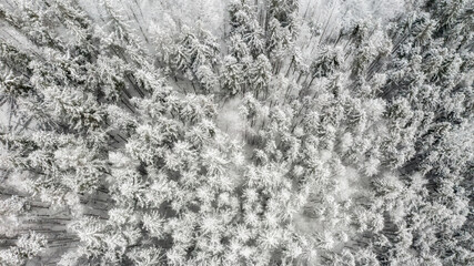 Beautiful foggy winter landscape of Carpathians with forest covered with snow, horizontal winter outdoor, no people,