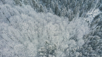 Beautiful foggy winter landscape of Carpathians with forest covered with snow, horizontal winter outdoor, no people,