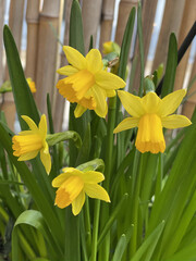 spring flower narcissus