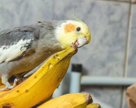 Animais, Calopsita, pássaro. Uma calopsita comendo uma banana e olhando para a câmera.