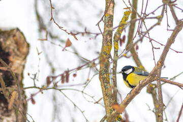Beautiful parus or titmouse bird on the branch of a tree, in winter waiting for spring