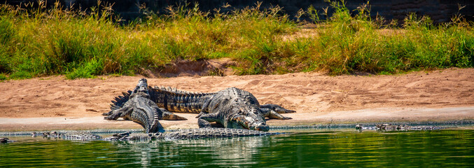 Crocodiles in nature swim in the lake. Many predators lie on the banks of the river, basking in the...