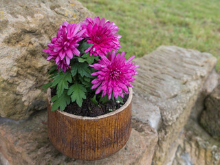 Pink purple blooming frowers of Dahlia plant in ceramic pot, selective focus.