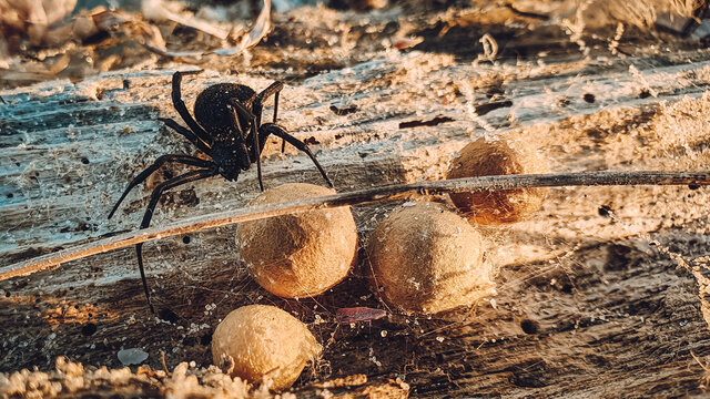 spider on the ground
