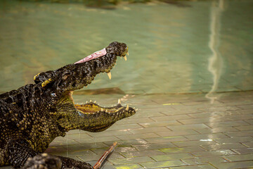 Crocodile show in thailand. The trainer tames the crocodiles, puts a hand and a head in his mouth, kisses predators on the nose. The shocking audience of the show in Pattaya.