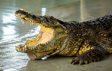 Crocodile show in thailand. The trainer tames the crocodiles, puts a hand and a head in his mouth, kisses predators on the nose. The shocking audience of the show in Pattaya.