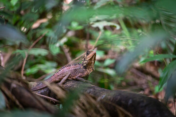 Boyd's Forest Dragon, Hypsilurus boydii, Daintree Rainforest, Cow Bay, Queensland, Australia
