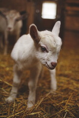 White baby goat in a barn on a small farm in Ontario, Canada.