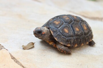 turtle on the rock