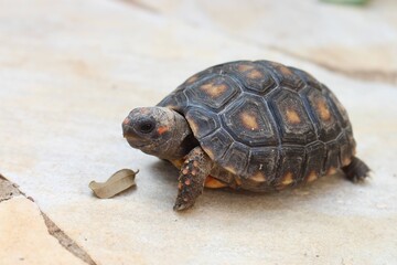 turtle on the rock