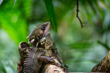 Boyd's Forest Dragon, Hypsilurus boydii, Daintree Rainforest, Cow Bay, Queensland, Australia