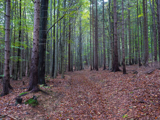 road in mysterious autumn deciduous beech tree forest with colorful leaves, sun rays and ground covered with fallen leaves. Seasonal nature background
