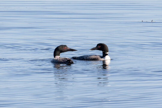 A pair of common loons (Gavia immer) performing a mating or pair bonding ritual dance on Upper Chateaugay Lake, New York, USA