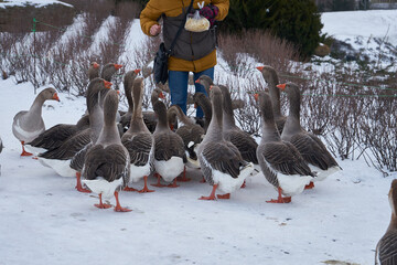 Fototapeta premium Feeding geese
