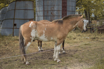 Naklejka na ściany i meble caballos marrones de perfil en entorno rural