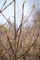 Young Spring green buds on the tree branches. Springtime seasonal macro close up