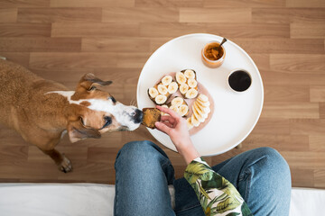 Having breakfast with dog. Human gives her pet a peanut butter sandwich, shot from above, healthy vegan meals and coffee