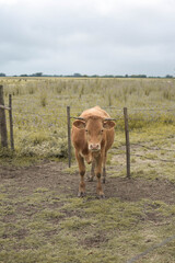 vaca marron en campo mirando con alambre detras