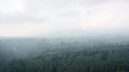 lush trees from the top of the hill late in the afternoon