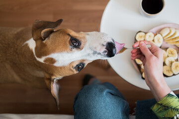 Having breakfast with pets at home. Funny dog licks peanut butter from spoon,  indoor lifestyle,...