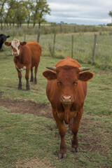 vacas marrones  rodeada de ganado campo rural 