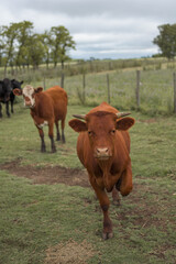 vacas marrones  rodeada de ganado campo rural 