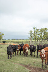 vacas marrones  rodeada de ganado campo rural 