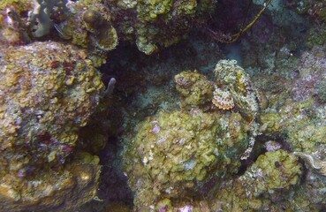 Scorpion fish blending in with its environment amongst the reefs and corals