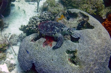 Medium size sea turtle on a brain coral on the bottom of the ocean