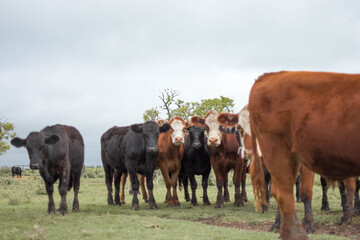 vacas marrones  rodeada de ganado campo rural 