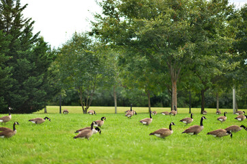 flock of geese on green grass