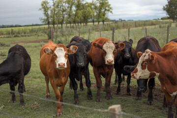 vacas marrones  rodeada de ganado campo rural 