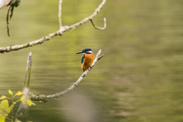 fridge river on a tree branch